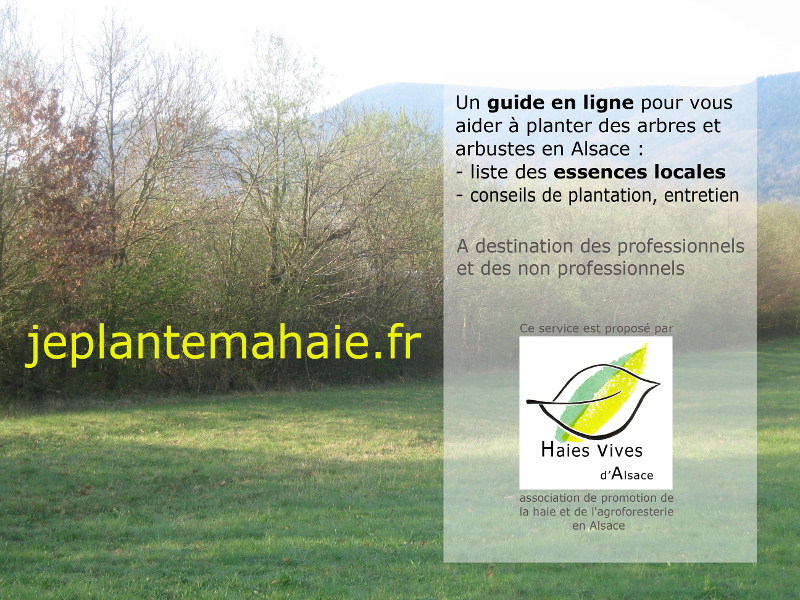 flyer de promotion du site jeplantemahaie.fr