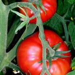 Tomatoes-on-the-bush