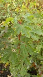 Erable champêtre (Acer campestre)